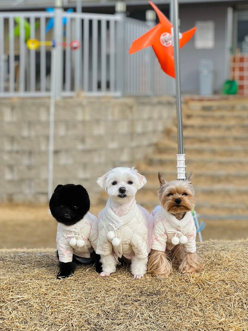 강아지 한복, 설빔 애견옷 쇼핑몰 말랑에서 준비했어요