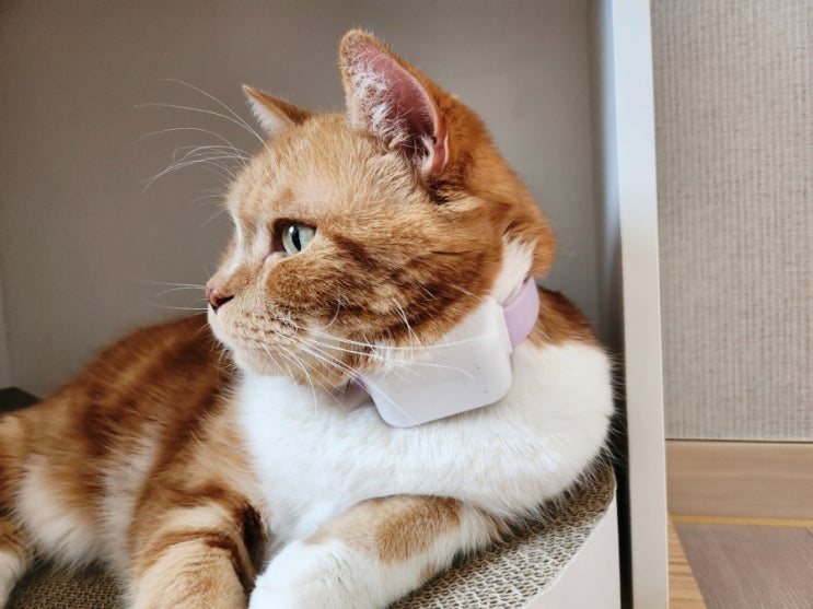  고양이 체온 건강 관리 도와주는 피치바잇 워치 인식표 목걸이