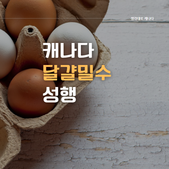  캐나다 달걀을 밀수한다고? 캐나다 달걀밀수 성행