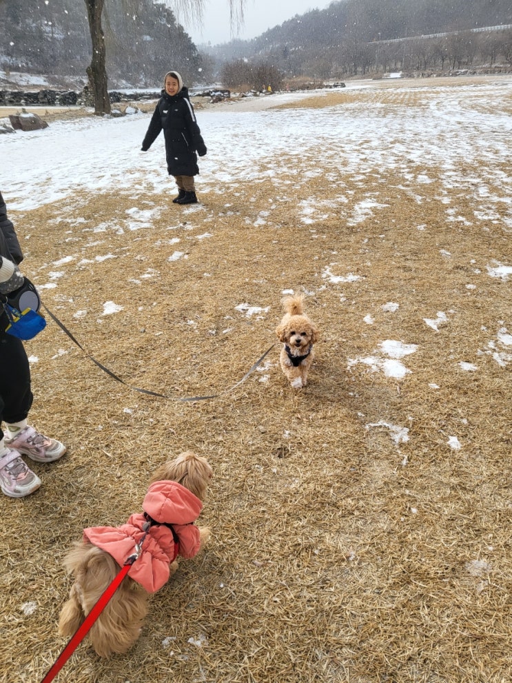 진천 농다리