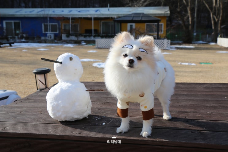  애견 동반 강아지 캠핑 , 왠지 눈사람은 마지막일듯