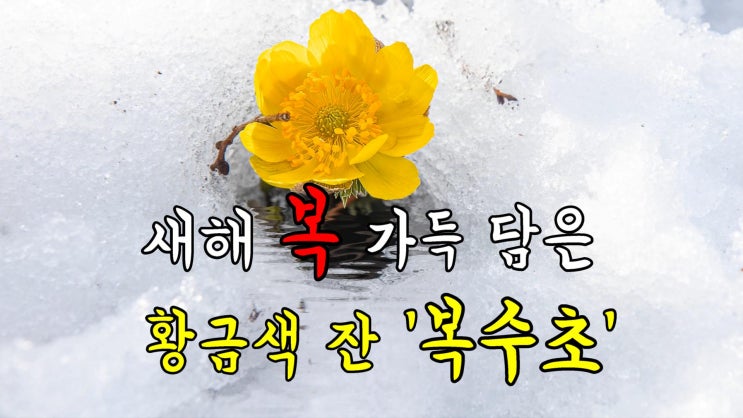 홍릉숲  황금색 <b>복수초 개화</b> 소식