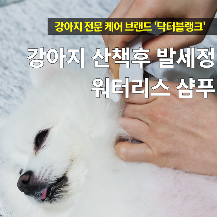  강아지 산책후 발세척 닥터블랭크 강아지 워터리스 샴푸