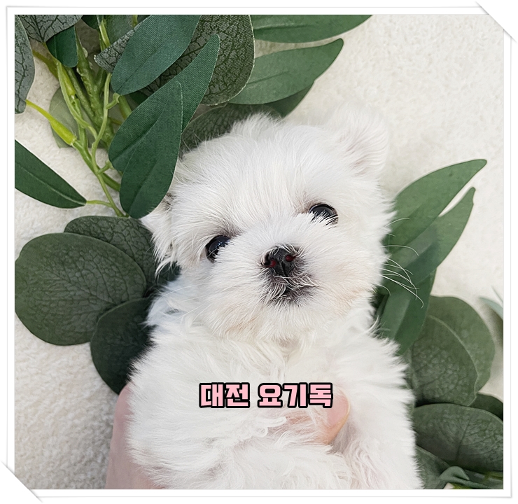  대전 비숑분양 쉽지않아서