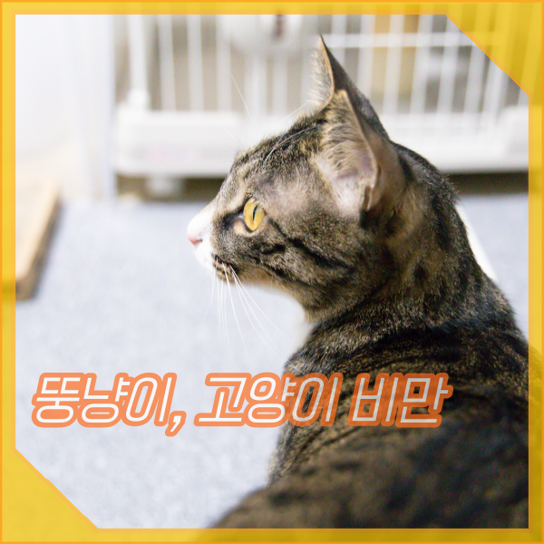 뚱냥이 괜찮나요? 비만 고양이 다이어트 방법
