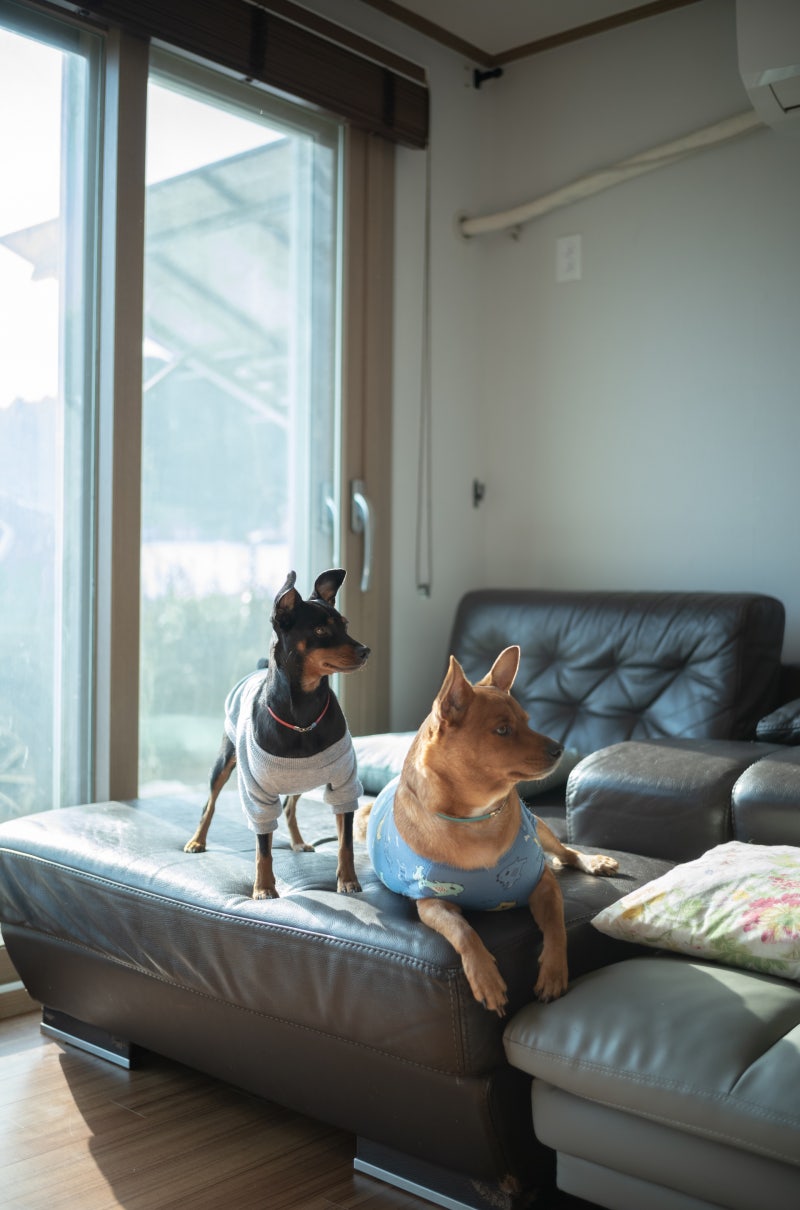 새해 다섯 번째 일기 : 네이버 블로그, image size:800x1210