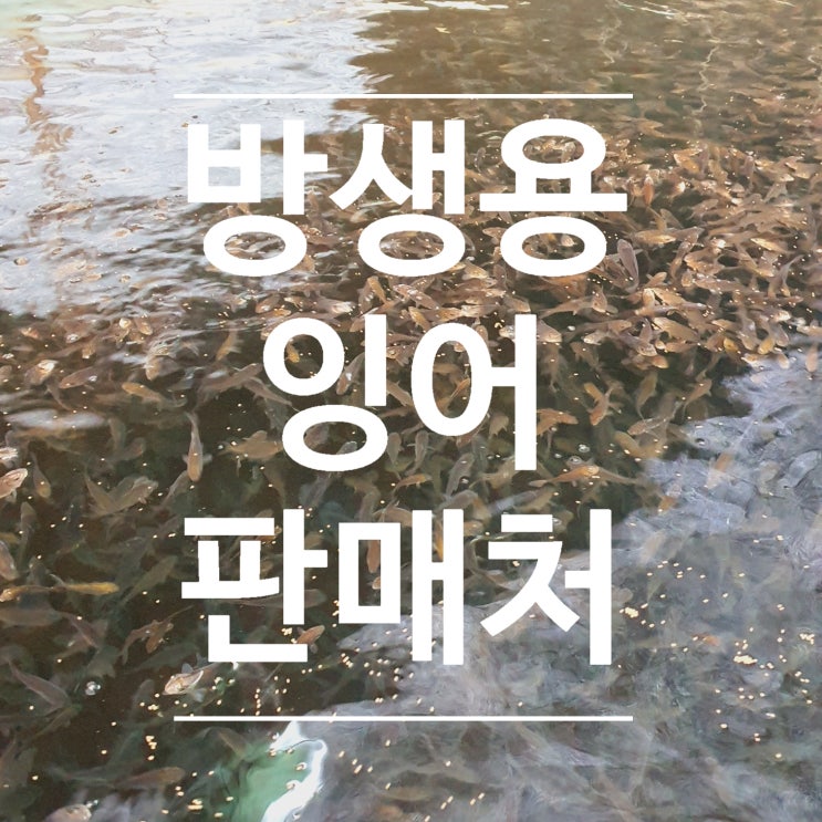  불교 사찰 절 방생용 잉어 치어 새끼 어린물고기 판매처