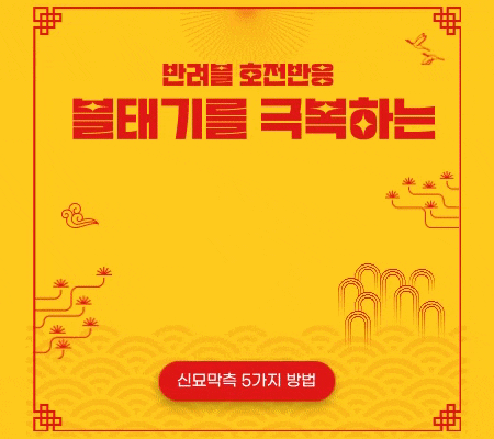  반려 블로그 호전반응, 블태기를 극복하는 5가지 방법