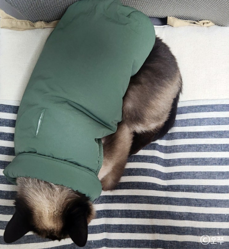  [내돈내산] 댕냥이 아울렛 / 반려묘 겨울 패딩