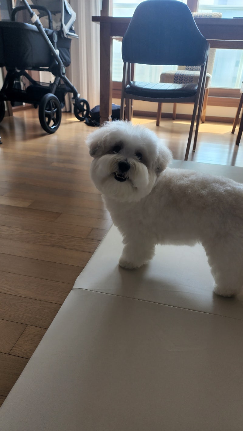 꼬똥 드 툴레아 강아지 품종 총정리!꼬동 성견 성격,분양가 등 : 네이버 블로그