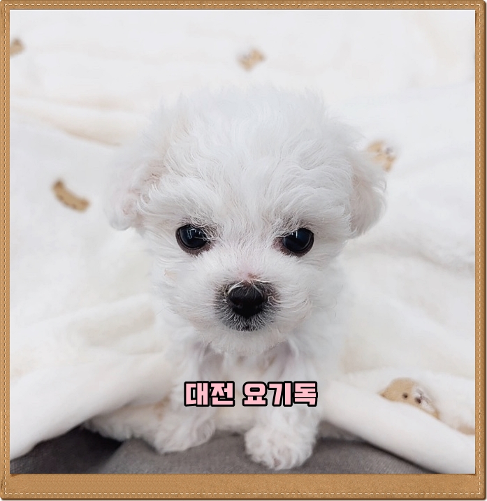  대전강아지분양샵 완벽했던 말티푸 애견분양