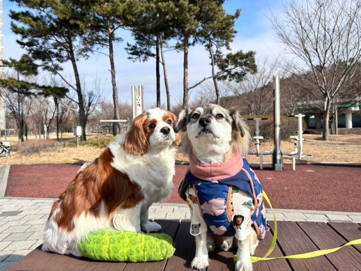 판교 동물병원 강아지 외과 다리 수술 3일차 기록