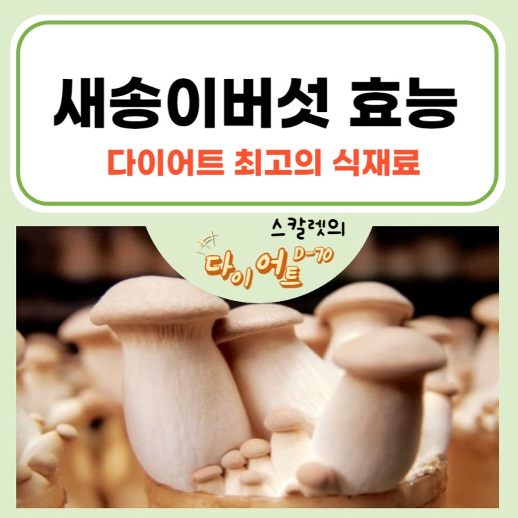  새송이버섯 효능 다이어트 최고의 식재료