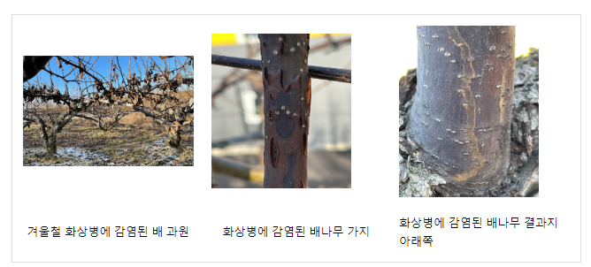 겨울철 가지치기 시작 … 화상병 의심 증상 발견 시 즉시 신고 겨울철 가지치기 시작 … 화상병 의심 증상 발견 시 즉시 신고