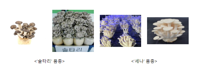 느타리버섯 우리 품종 사용료 받고 베트남 진출 느타리버섯 우리 품종 사용료 받고 베트남 진출