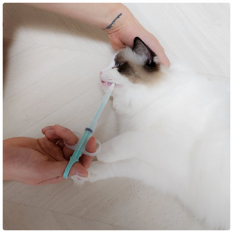  고양이 알약 먹이기, 필건 투약기 사용하여 쉽게 고수되기