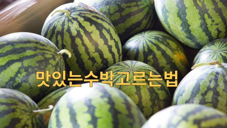 맛있는수박고르는법