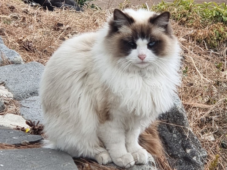  랙돌 대형묘 고양이 품종 인형처럼 온순한 성격 특징인 렉돌 고양이