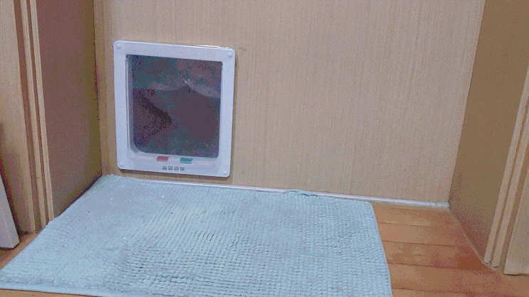  방문 캣도어 시공 후 적응기