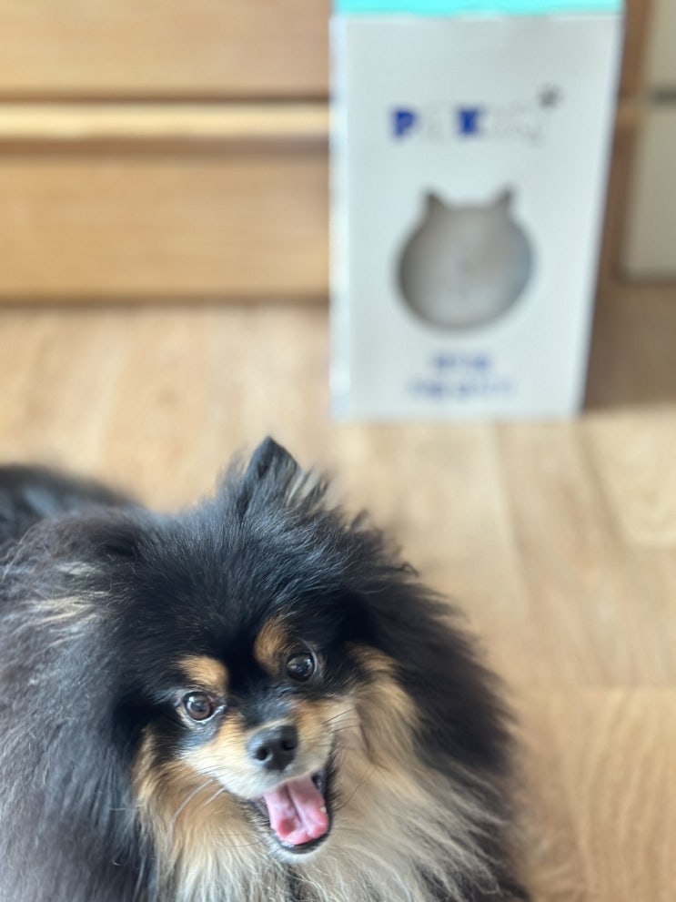  페키움 쫑긋 강아지 고양이 자동급식기 사용해봤어요