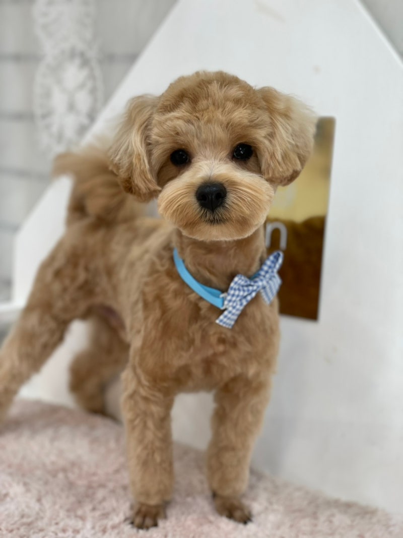 부천애견미용살롱,애견비숑미용,이어툭툭애견블랑