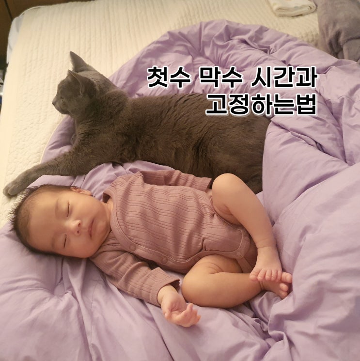  6주 수면교육 하는법 첫수 막수 시간 고정