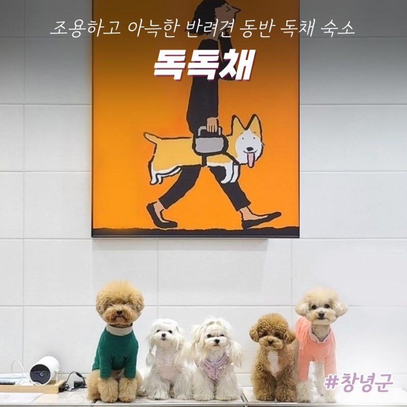 독독채