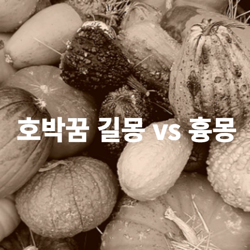 호박꿈해몽 늙은호박꿈, 큰호박꿈, 호박따는꿈풀이