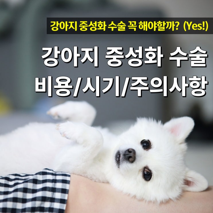  강아지 중성화 수술 비용과 암컷 수컷 수술시기