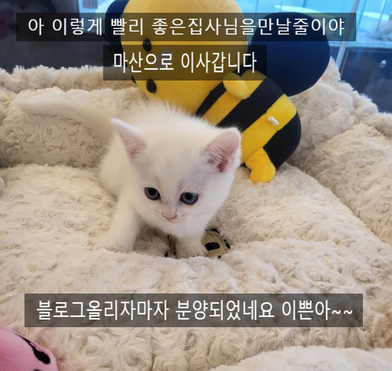 창원고양이분양 블루브리티쉬 눈빛 요렇게 애교 가득
