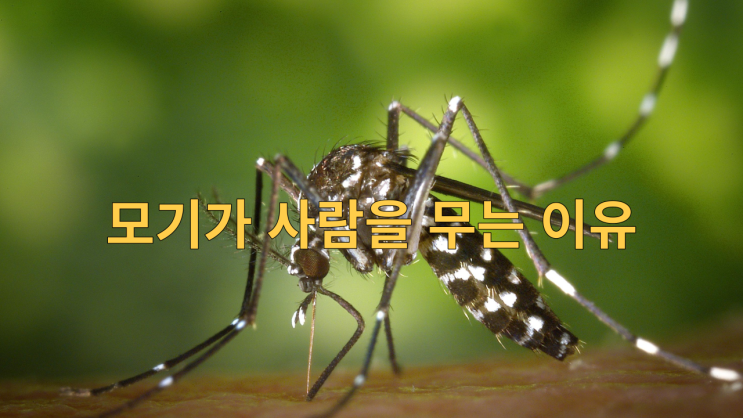  모기가 사람을 무는 이유, 여름밤 불청객 모기 퇴치법