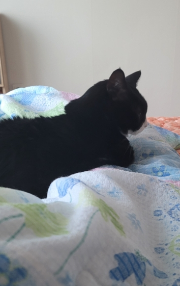  아침 출근 전 우리 집 고양이️