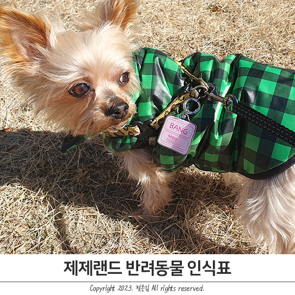 강아지네임택 인식표목걸이 꼭챙기는 제제랜드 강아지네임택 인식표목걸이 꼭챙기는 제제랜드