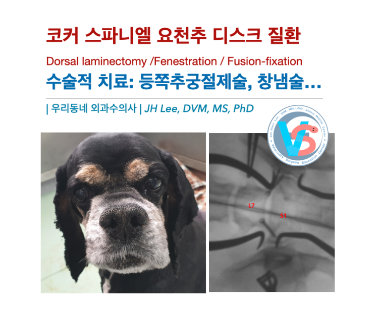  코커 스파니엘 강아지 요천추 디스크 질환 (feat,Dorsal laminectomy /Fenestration / Fusion-fixation)