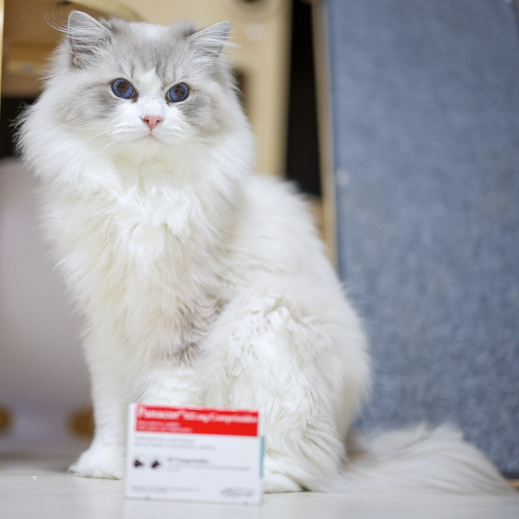 고양이 구충제, 파나쿠어정 약먹이기 쉬운 3가지 방법