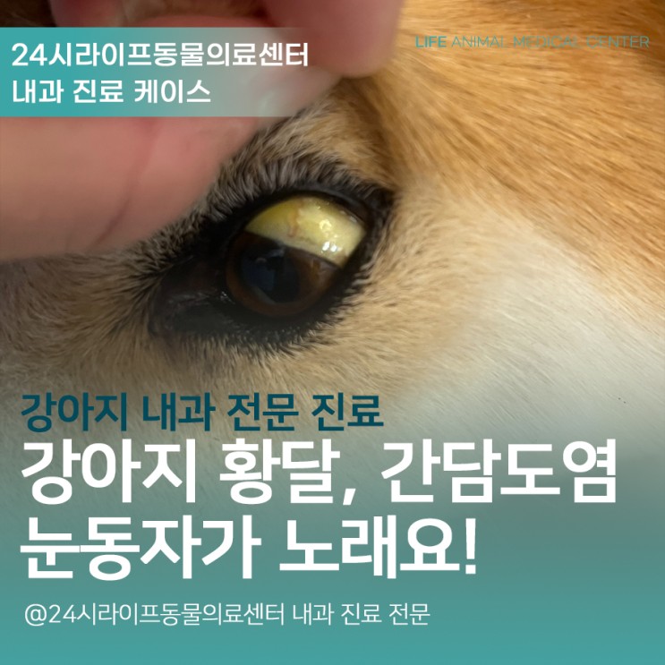 [대구24시동물병원] 강아지 높은 간수치와 황달 : 강아지 간담도염 치료과정