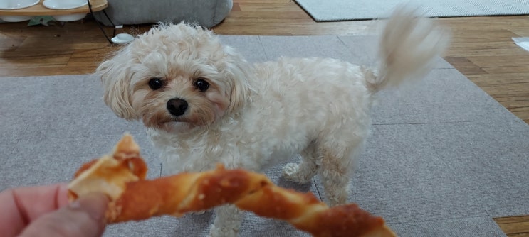  강아지 치석제거껌 치킨밀크 꽈베기 추가 구매 및 후기