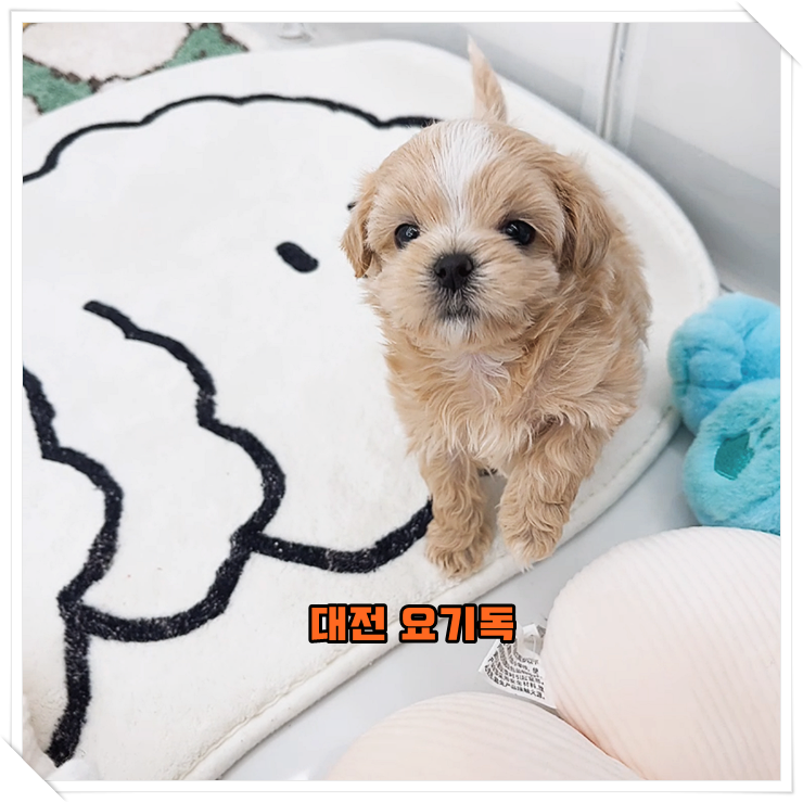 대전 대덕구강아지분양 유명했던 곳