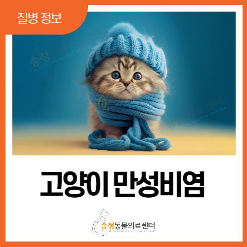  고양이 만성비염 축농증 원인과 현상은?