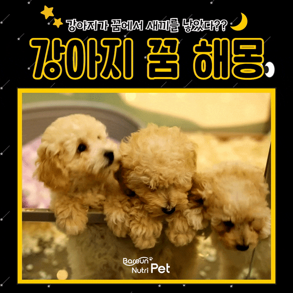 강아지새끼낳는꿈 꿈해몽 속 숨겨진 비밀