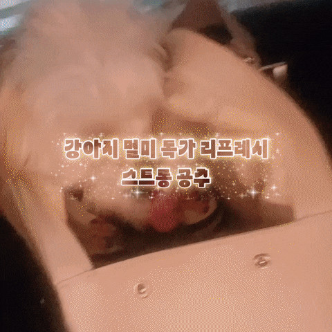  강아지멀미 완화 독가 리프레시 강아지차멀미 스프레이 추천 은은한 풀향이 좋아요