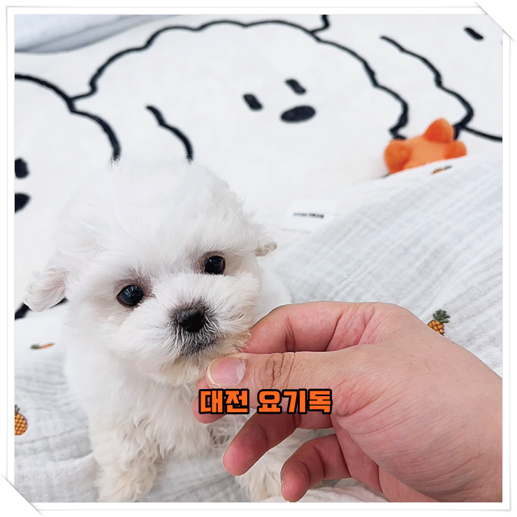  괴정동강아지분양 대전 요기독에서 만났어요