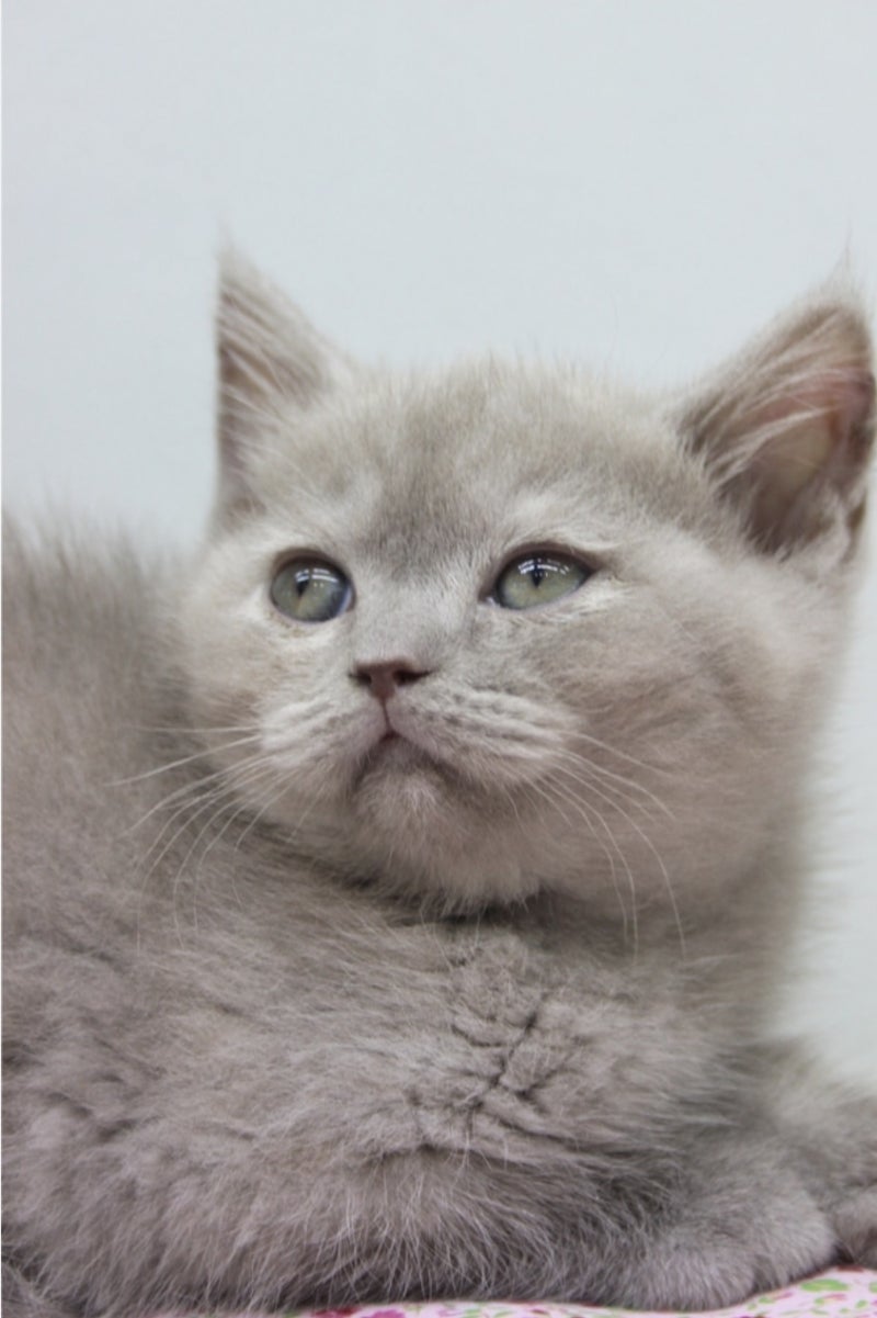 브리티쉬 롱헤어 숏헤어 브리티시 브리숏 고양이 성격과 특징 : 네이버 블로그, image size:800x1201