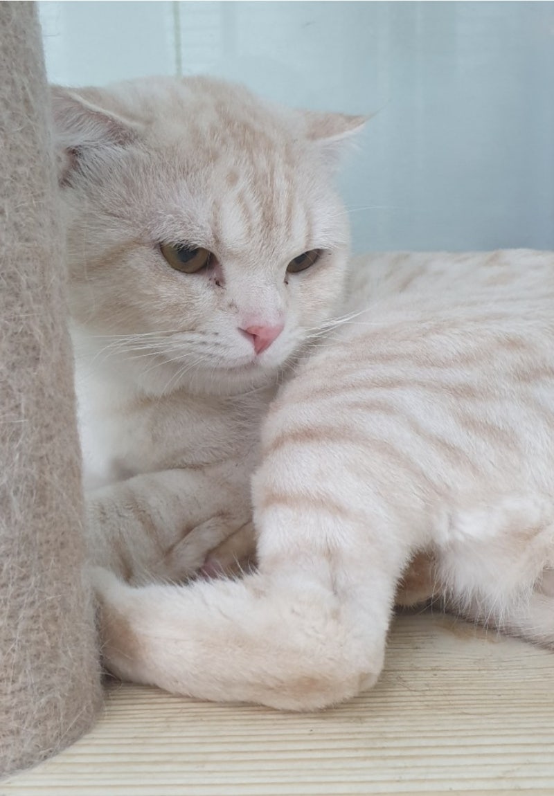 브리티쉬 롱헤어 숏헤어 브리티시 브리숏 고양이 성격과 특징 : 네이버 블로그, image size:800x1150