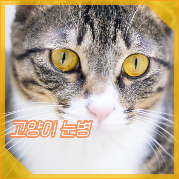 고양이 눈병 결막염 증상, 눈 부음, 눈꼽, 눈물 보인다면?