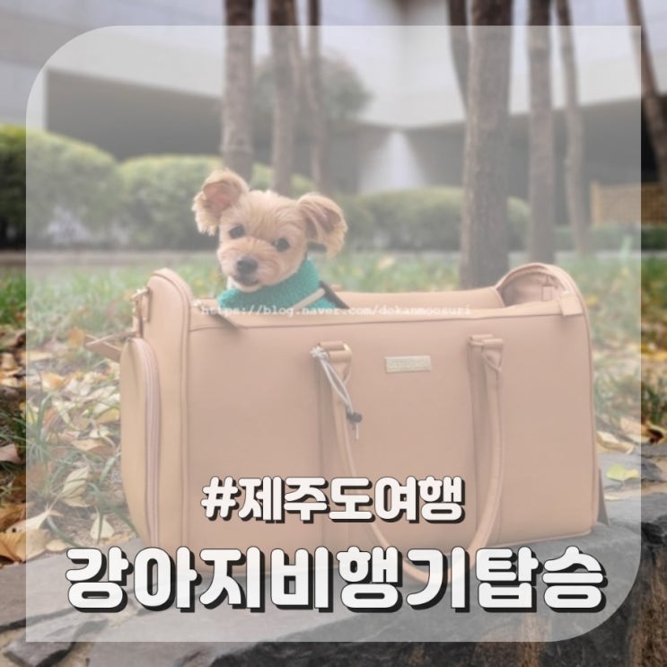  강아지 비행기 탑승 제주도 여행 항공사별 기준정리
