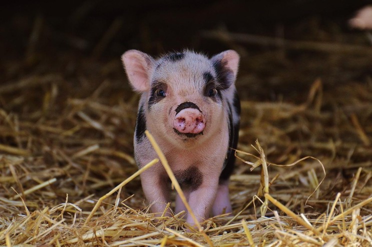 [꿈해몽맛집] 돼지보는꿈, 돼지잡는꿈, 돼지가집에들어오는꿈, 돼지고기먹는꿈, 새끼돼지꿈, 돼지꿈 관련 꿈풀이