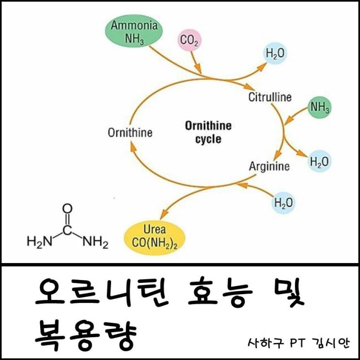 오르니틴 효능과 부작용 괴정피티