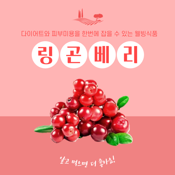 여왕들이 사랑한 링곤베리, 링곤베리 효능 및 퓨레로 추천하는 이유