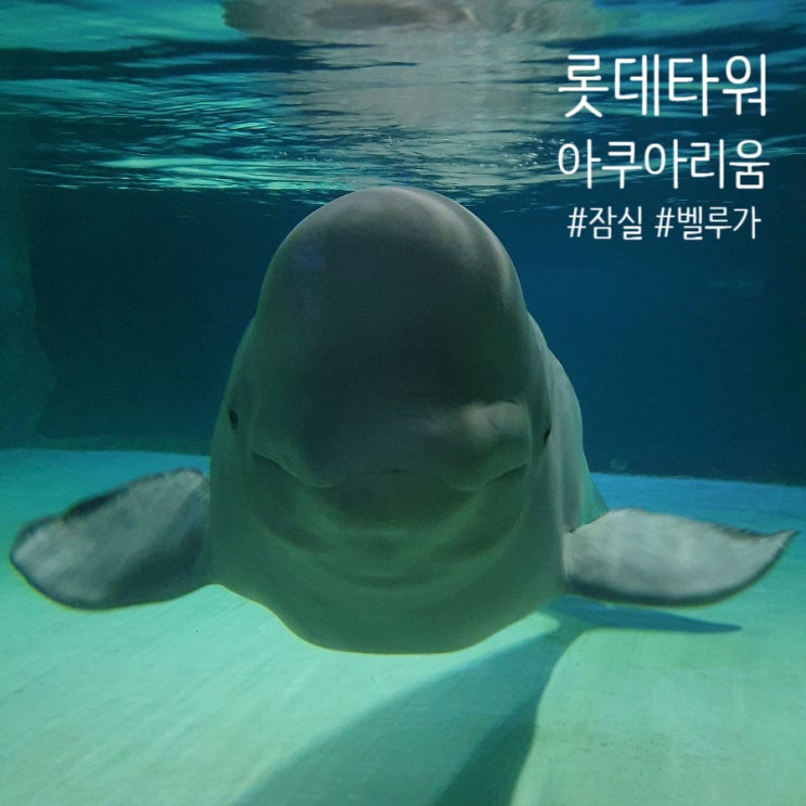  서울 잠실 나들이 롯데월드 아쿠아리움(kkday 할인)